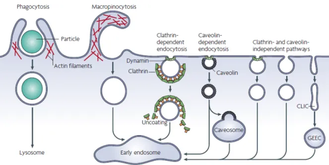 Figure 3 Les voies d’entrée dans la cellule eucaryote. La phagocytose et la macropinocytose permettent respectivement  l’entrée de grosses particules et de fluide