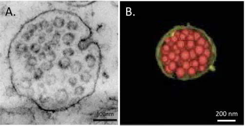 Figure  5  Observation d’endosomes multivésiculés. A. Bourgeonnement d’une vésicule dans le lumen d’un endosome  multivésiculé repéré dans la partie CA1 de l’hippocampe (MET sur tranche, F