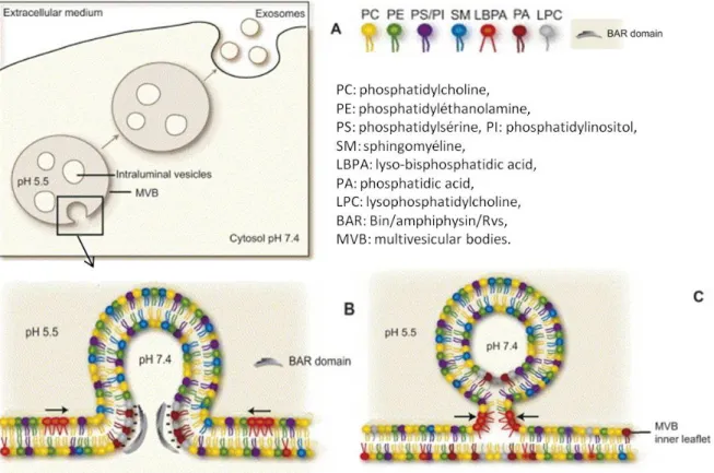 Figure  13  Modèle moléculaire de la biogénèse des ILV à l’intérieur des MVE impliquant les lipides présents à la  membrane endosomale