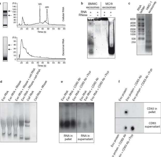 Figure  14  Les exosomes de mastocytes contiennent des ARN. a)  l’ARN des exosomes dérivés des cellules MC/9 (lignée  cellulaire de mastocytes de souris) et celui de ces cellules ont été détectés grâce au Bioanalyser