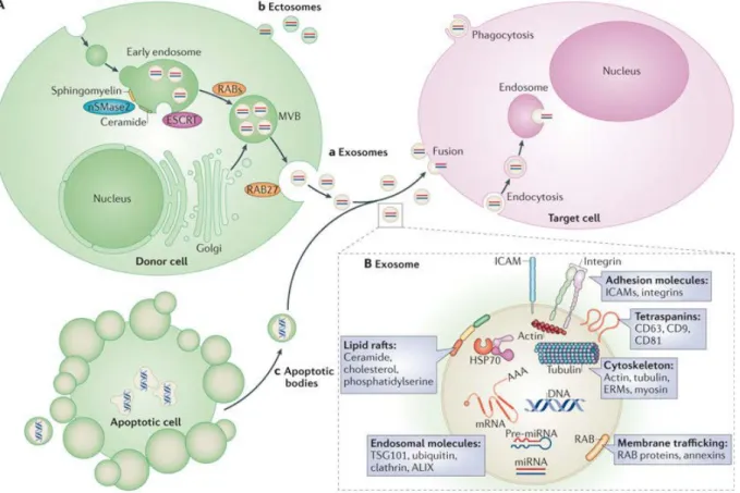 Figure  16  Un nouveau mode de communication intercellulaire : le transfert d’ARN par les microvésicules parmi  lesquelles, les exosomes