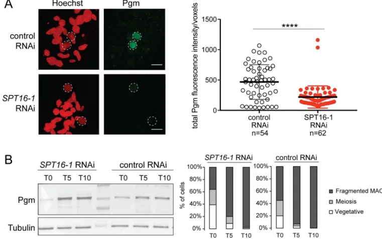 Fig 7. Spt16-1 is required for Pgm nuclear localization. (A) Z-projections of immunolabelling with Pgm antibodies (green) and staining with Hoechst (red) in control or SPT16-1 RNAi at T5 during autogamy