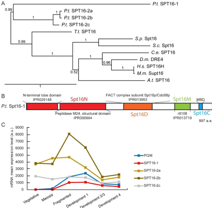 Fig 1. Paramecium tetraurelia Spt16 proteins. (A) Phylogenetic tree of Spt16 proteins from Paramecium tetraurelia (Pt), Tetrahymena thermophila (Tt), Saccharomyces cerevisiae (Sc), Schizosaccharomyces pombe (Sp), Caenorhabditis elegans (Ce), Drosophila mel