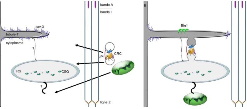 Figure 23: Séquence de formation des triades et de la mise en place des protéines. A. adressage d’un complexe préformé à la triade  et  migration  d’une  mitochondrie  au  niveau  de  la  bande  I  vers  le  RS  longitudinal