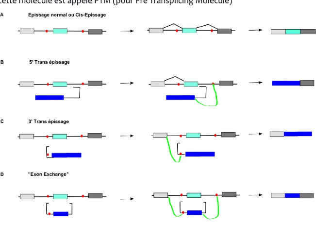 Figure  18 Le Trans épissage. 