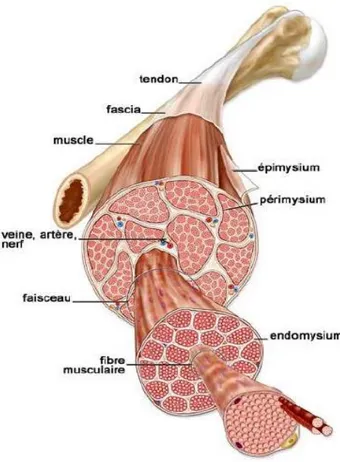 Figure 19 . Organisation du muscle squelettique  .Schéma adapté du site http://academic.kellogg.cc.mi.us/