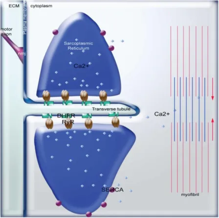 Figure 22. La triade 