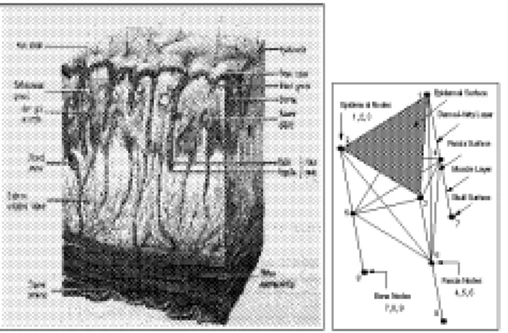 Fig. 3.5 { Les tissus de la peau et une possible modelisation d'apres [LTW93]