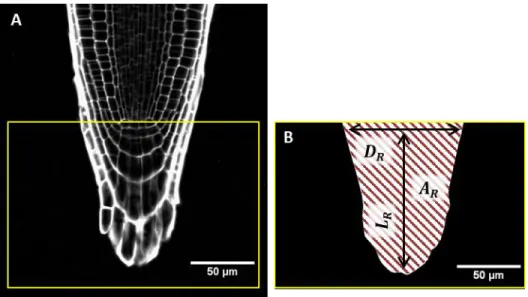 Fig. 2. Characterization of the size and shape of the root cap in Arabidopsis. (A) 