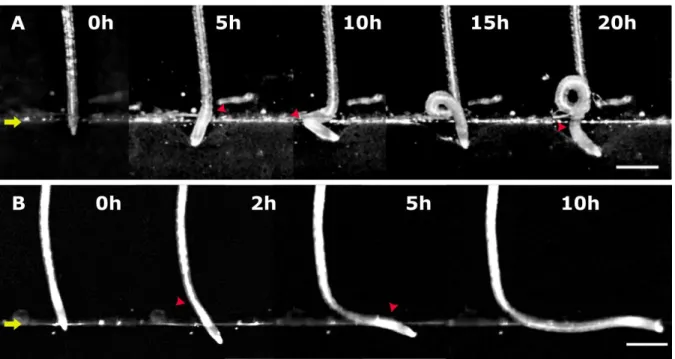 Fig.  8.  Major  time-steps  in  the  establishment  of  the  curly  (A)  and  step-like  (B)  root  morphologies  after  contact  between  the  Arabidopsis  root  apex  and  the  interface  of  the  0.2/0.3 % Phytagel medium