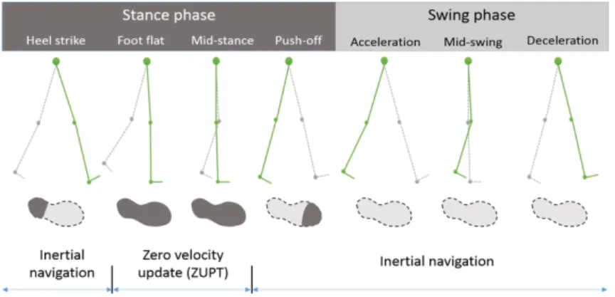 Figure 14: Walking gait cycle and measurement update cycle.