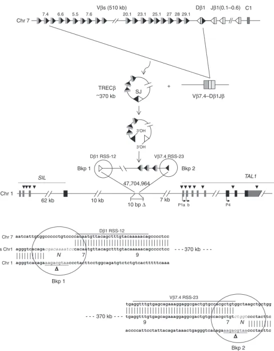 Figure 4 | Schematic representation of the episomal reintegration in Patient OC. The TCRb locus is displayed (top lane, not to scale)