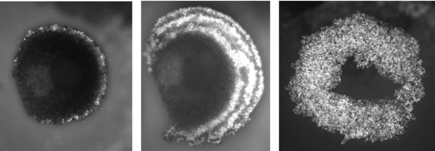 Figure  2:  Example  of  multi-nodes  aggregation.  (a)  Cavity  with  7  acoustic  nodes  of  10  µm  red  polystyrene particles