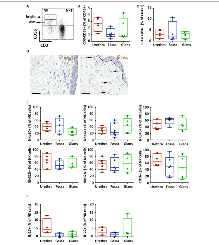 FigUre 6 | Phenotype and distribution of penile natural killer (NK) and NKT cells. Representative dot plot (a) and box-and-whisker plots of (B) total  CD45 + CD3 − CD56 +  NK cells [n  =  8, 7, and 5 different donors for urethra, fossa, and glans, respecti