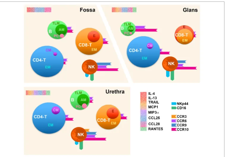 FigUre 9 | Immune cell distribution in the human penile tissue compartments. Penile CD4 + /CD8 +  T cells (CD4 −  T and CD8 −  T), B cells (B), and natural killer (NK)  cells’ profiles in the three penile compartments, namely, urethra, fossa, and glans tis