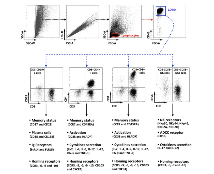 FigUre 1 | Flow cytometry gating strategy for the characterization of penile cells. Representative dot plots of penile single cells suspensions studied by  multiparametric flow cytometry, showing the gating strategy