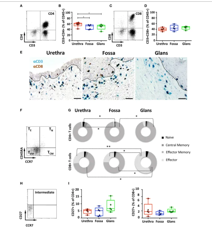 FigUre 3 | Characterization of penile CD4 +  and CD8 +  T cells. (a,c) Representative dot plots and (B,D) box-and-whisker plots of total CD45 + CD3 + CD4 +    T (a,B) and CD45 + CD3 + CD8 +  T (c,D) cells (referred to as CD4 +  and CD8 +  T cells, respecti