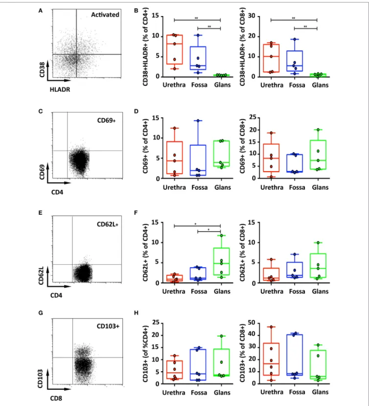 FigUre 4 | Activation and adhesion markers of penile T cells. Representative dot plots (a,c) and box-and-whisker plots of activated CD45 + CD3 + CD4 +    (referred to as CD4 + ) [(B,D), left panel] and CD45 + CD3 + CD8 +  (referred to as CD8 + ) T cells [(