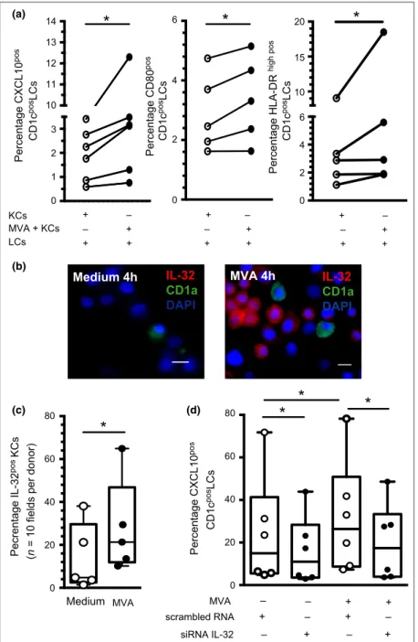 Fig 1. Modified vaccinia virus ankara (MVA)- (MVA)-infected keratinocytes (KCs) producing interleukin (IL)-32 induce rapid activation of Langerhans cells (LCs)