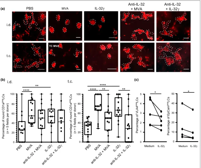 Fig 2. Interleukin (IL)-32c promotes rounding of Langerhans cells (LCs) and downregulation of epithelial cell adhesion molecule (EpCam) and very late antigen (VLA)-4 expression on LCs