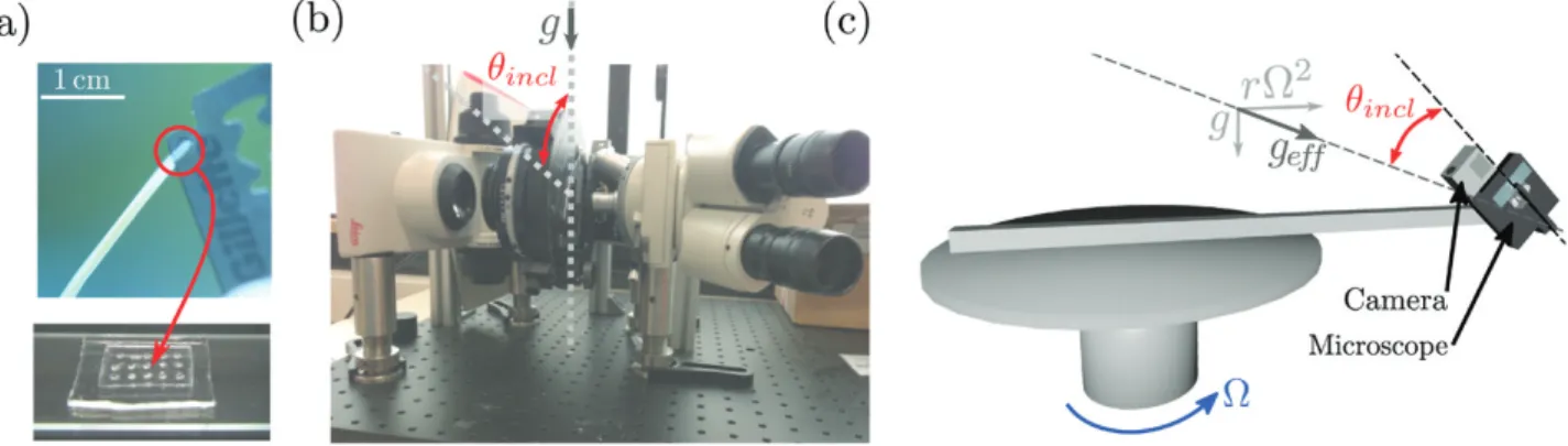 Fig. 2.  Experimental set-ups used to observe in vivo statolith movements at 1g and 3g in wheat coleoptiles