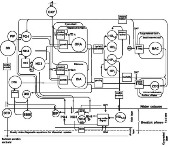 Figure 2.6: A schematic representation of the RIVE model of biogeochemical processes in aquatic  systems