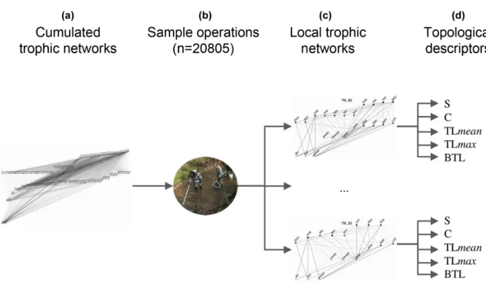 Figure 1. construction of local trophic networks and topological descriptors. Size-structured and species-level cumulated trophic networks  are built based on the literature and size-dependency in trophic interactions for all 50 fish species in the dataset