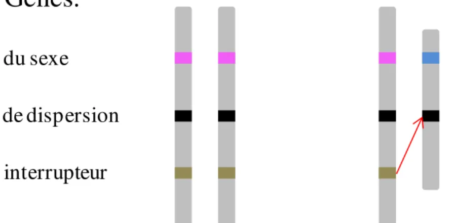 Figure 2 : Schéma de l'expression génique dans le modèle de conflit entre les chromosomes  sexuels