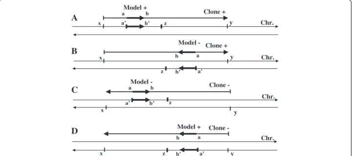 Figure 7 GeneProm filters for the respective orientations of the model, the identified gene, the EMBL contig and the chromosomal DNA strand