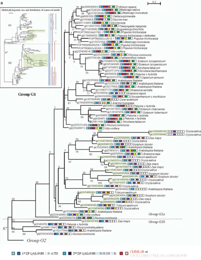 Figure 1. Phylogenetic study of two-fingered Q-type C2H2-ZFPs in plants using NCBI and poplar Phytozome blast against the PtaZFP2 AAs sequence