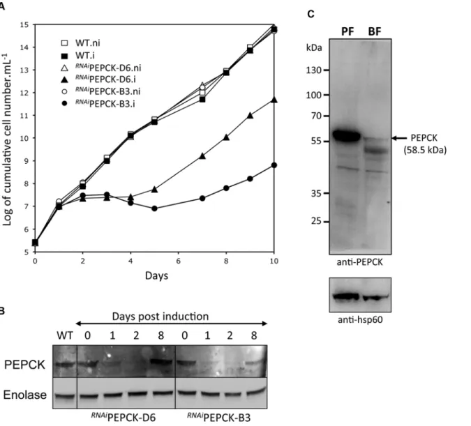 Fig 5. PEPCK is essential to bloodstream form T . brucei . (A) Growth curve of two different clones showing down-regulation of pepck by RNAi ( RNAi PEPCK-D6 and RNAi PEPCK-B3) and the parental 427 BSF strain (WT) incubated in the presence (.i) or in the ab