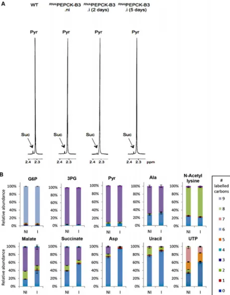 Fig 6. Metabolic profile of RNAi PEPCK-B3 BSF T . brucei confirms depletion of dicarboxylic acids and pyrimidines