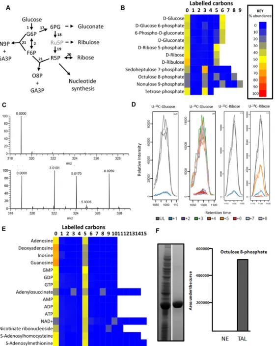 Fig 3. Labelling of pentose phosphate pathway and purine nucleotides from 50% U-13C-glucose in BSF T 