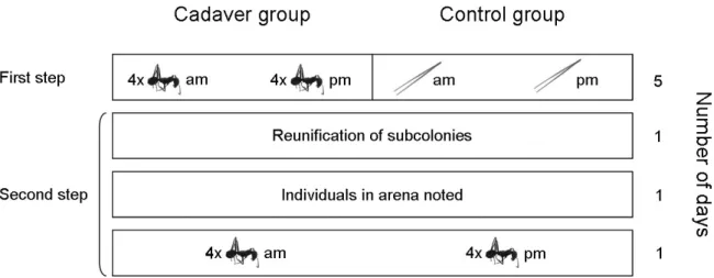 Figure 1: Experimental design. Cataglyphis velox colonies were split into cadaver and control group  of 100 individuals each