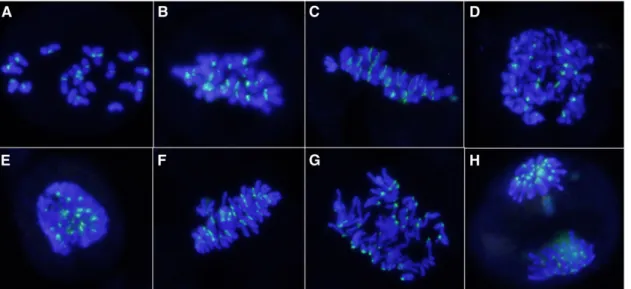 Figure 4 Final products of ﬁ rst division restitution (FDR) and standard meiotic division (SMD).