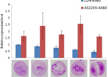 Figure 8 Expression changes of Ttam at different meiotic stages in the LDN · AS60 and AS2255 · AS60 hybrids