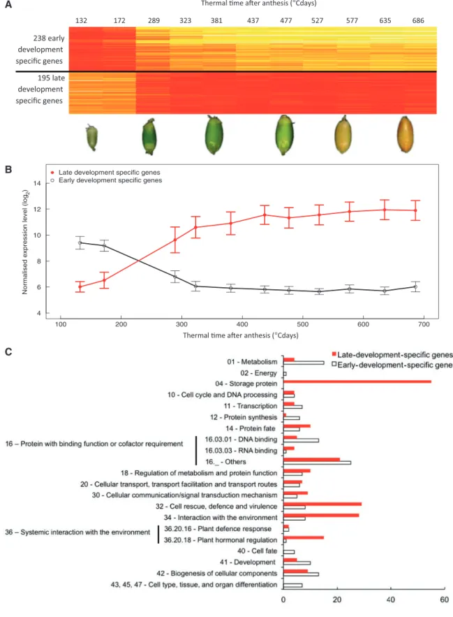 Figure 4. Functional annotation of genes specifically expressed during either the early cell division or late SPA phases of T