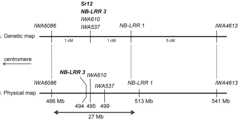 Fig 3. Alignment of the RL-F 2 genetic map (A) with the physical map derived from the chromosome 3B pseudo-molecule (B).