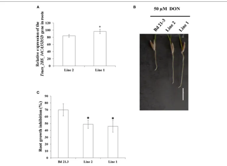 FIGURE 4 | Expression of the Traes_2BS_14CA35D5D gene in transgenic Brachypodium lines confers root tolerance to DON