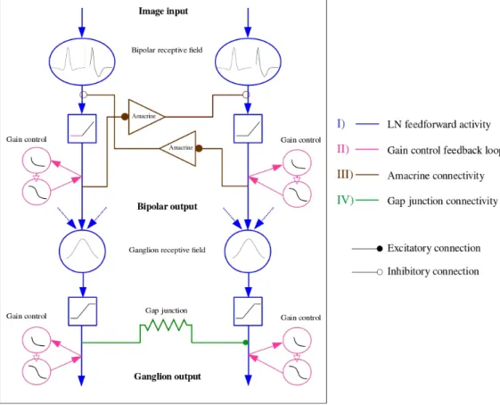 Figure 3.1: Summary of the retina model. Colors denote different processing pathways.