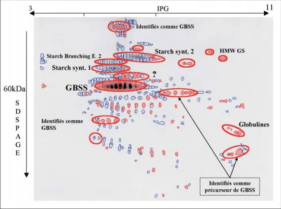 Figure 2 : Electrophorèse bidimensionnelle des protéines, associées aux granules d’amidon, qui furent révélées variant significativement