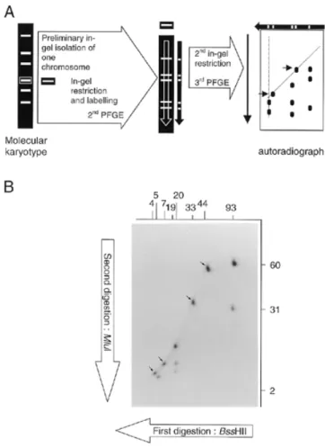 Figure 2. BssHII-KARD-PFGE pattern of the S.cerevisiae YPH80 genome after a short-duration UV irradiation