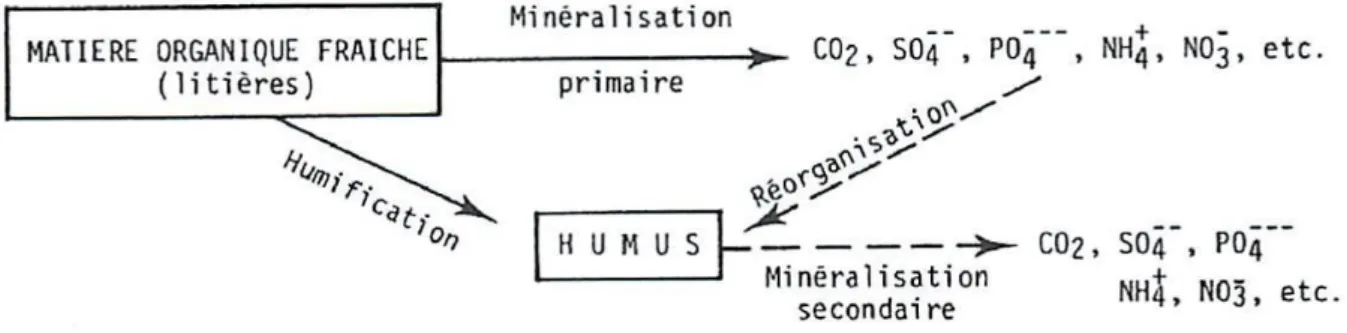 Figure 5 : Décomposition de la matière organique fraîche : minéralisation et humification