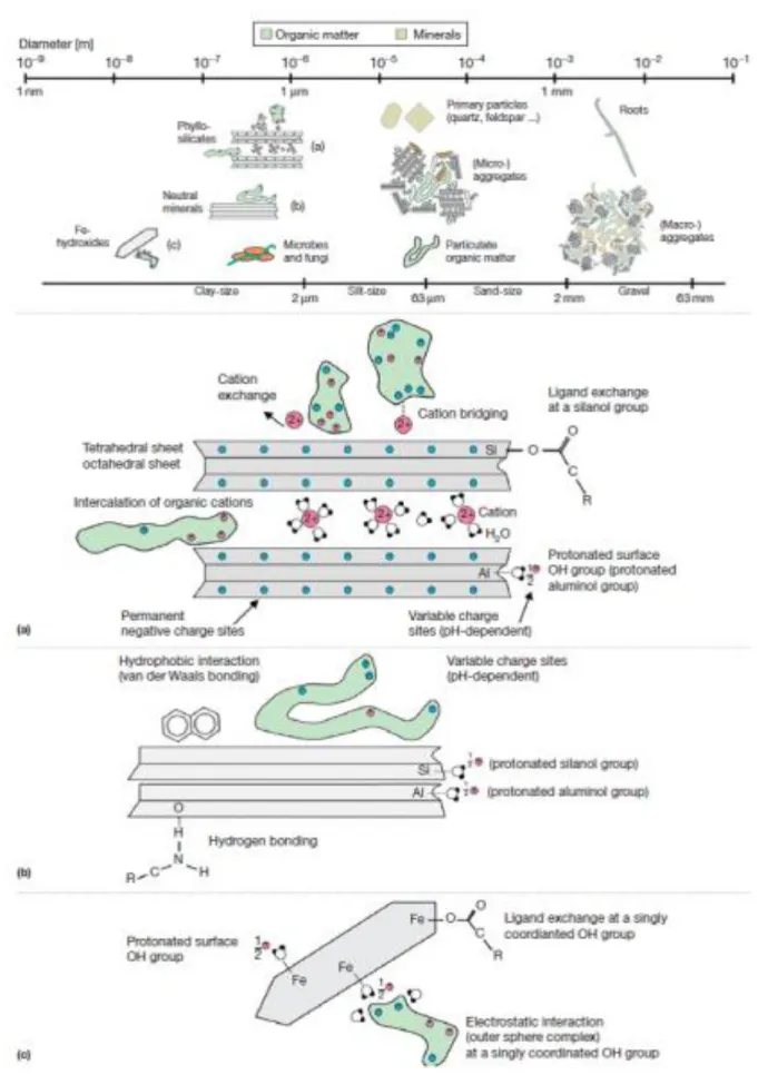 Figure 7 : Modèles d’interactions de la matière organique  avec les minéraux et les agrégats à  différentes échelles spatiales