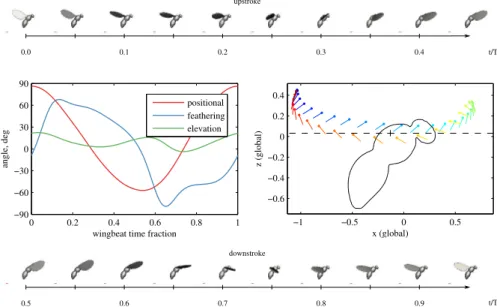 Figure 3.1.3 – Fruit fly in hovering with the kinematics data according to [57]. Top and bottom row show the wingbeat during up- and downstroke