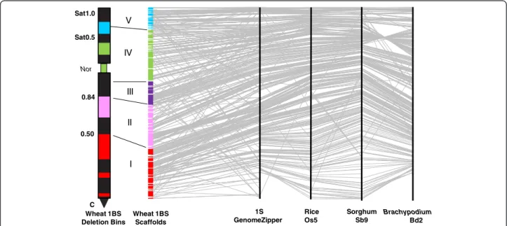 Figure 4 Integrated physical map of the short arm of wheat chromosome 1BS. The anchored 1BS scaffolds are shown as colored rectangles, with the rectangle length corresponding to the estimated scaffold length scaled to the total length of 1BS