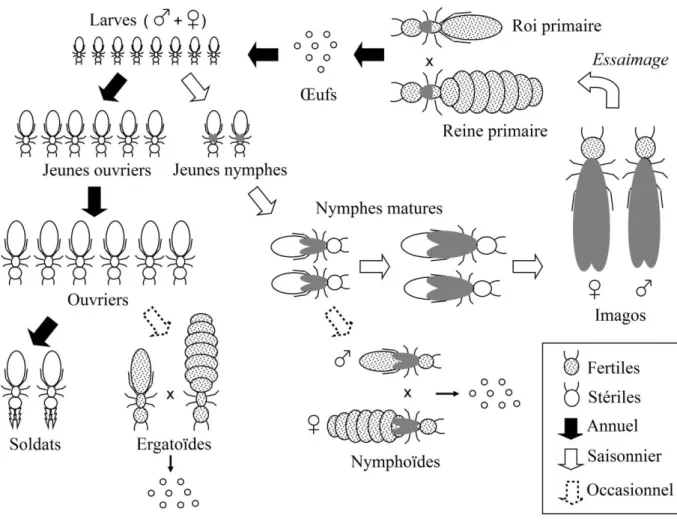 Figure  2 :  Cycle  de  vie  général  des  termites  possédant  une  caste  ouvrière  (d’après  Lo  et  al