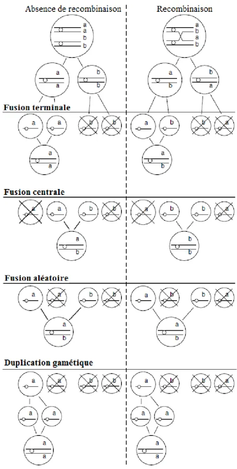 Figure 3 : Les différents modes de parthénogenèse thélytoque automictique. Sont illustrés les mécanismes  avec et sans recombinaison génétique (crossing-over) : fusion centrale, fusion terminale, fusion aléatoire et  duplication gamétique (d’après Pearcy e