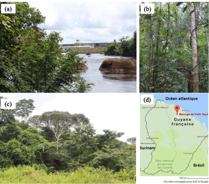 Figure  6 :  (a)  barrage  de  Petit  Saut  en  Guyane,  (b)  et  (c)  milieux  forestiers  caractéristiques  des  sites  échantillonnés et (d) localisation du barrage de Petit Saut