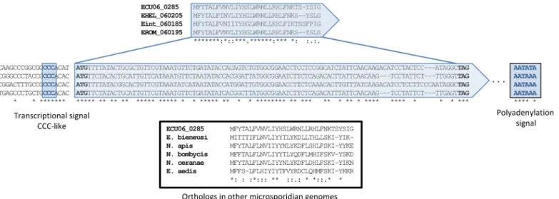 Fig 2. Validation example of the newly predicted orthologs using both protein and nucleotide sequence alignments